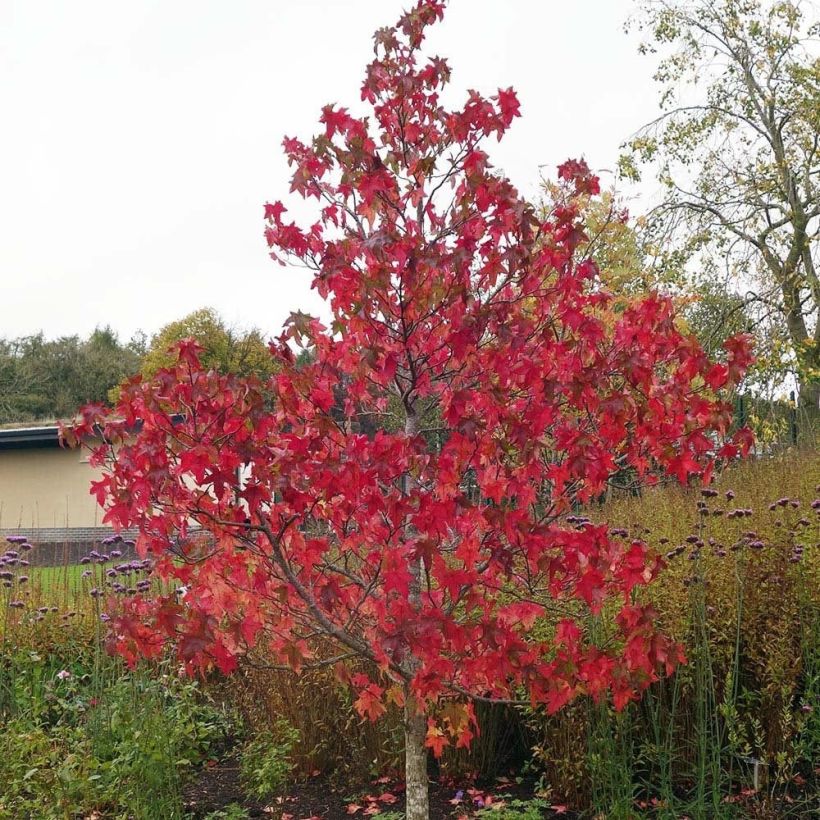 Liquidambar styraciflua Lane Roberts - Amberbaum (Plant habit)