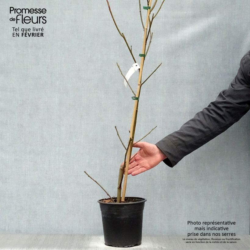 Exemplar von Liquidambar styraciflua Lane Roberts - Amberbaum Topf mit 2L/3L wie im Winter geliefert