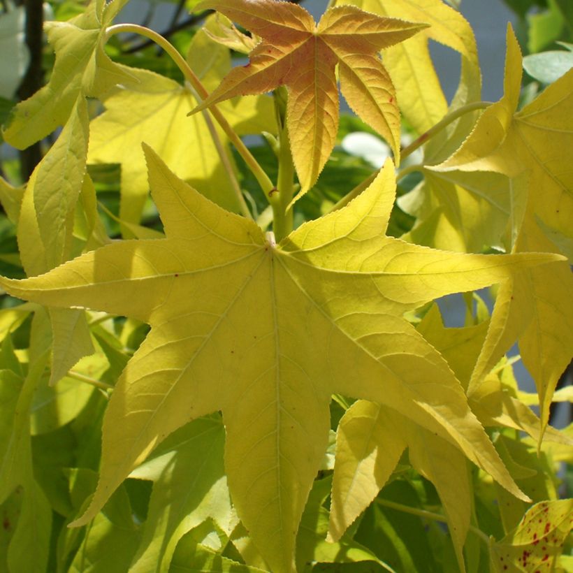 Liquidambar styraciflua Naree - Amberbaum (Foliage)