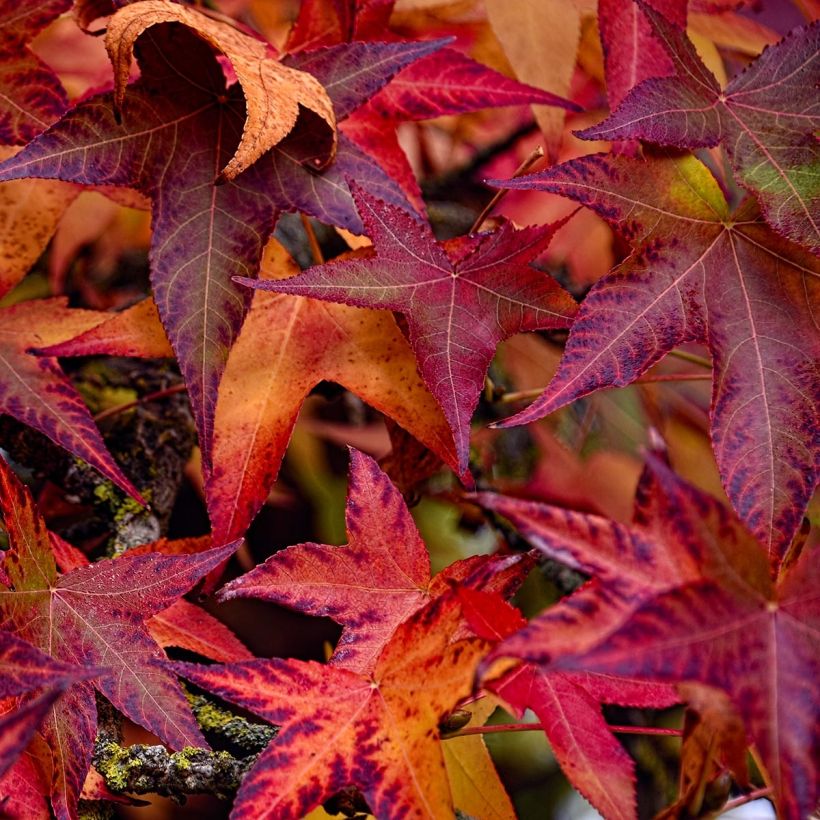Liquidambar styraciflua Palo Alto - Amberbaum (Foliage)