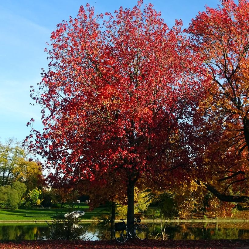 Liquidambar styraciflua Palo Alto - Amberbaum (Plant habit)