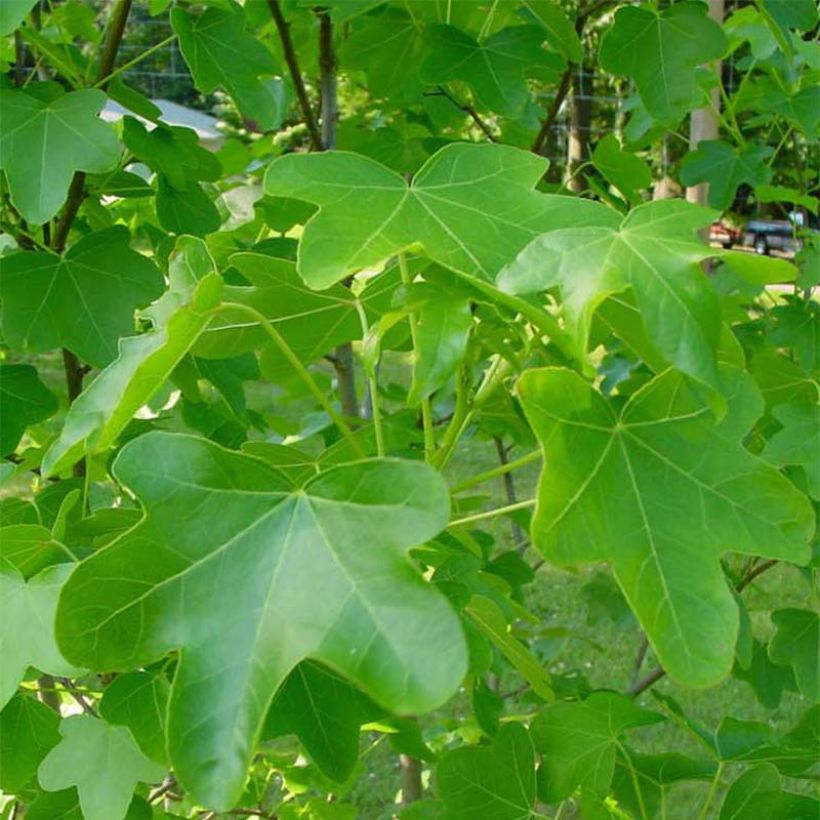 Liquidambar styraciflua Rotundiloba - Amberbaum (Foliage)