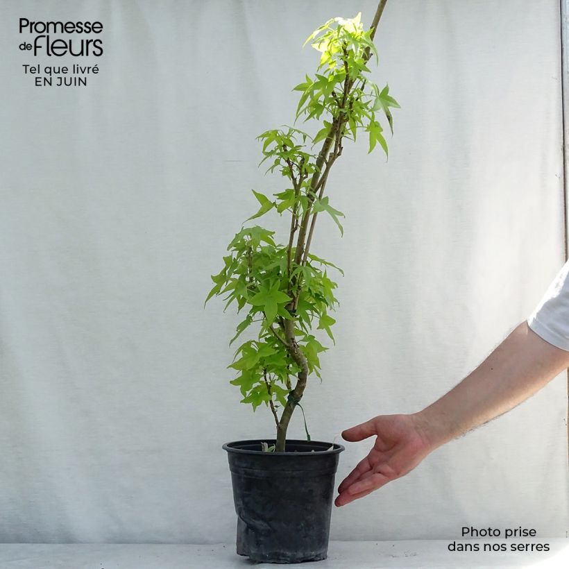 Example of Liquidambar styraciflua Slender Silhouette - Amberbaum Topf mit 4L/5L as you get in ete