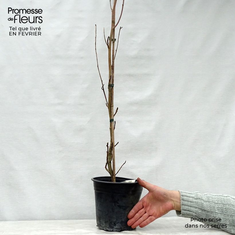 Exemplar von Liquidambar styraciflua Slender Silhouette - Amberbaum Topf mit 4L/5L wie im Winter geliefert