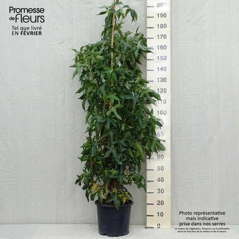 Example of Liquidambar styraciflua Slender Silhouette - Amberbaum Topf mit 7,5L/10L as you get in automne
