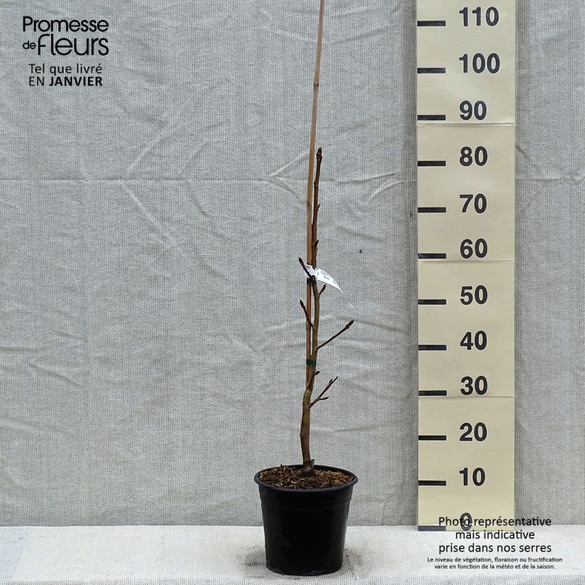 Exemplar von Liquidambar styraciflua Thea - Amberbaum Topf mit 4L/5L wie im Winter geliefert