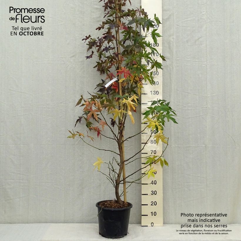 Example of Liquidambar styraciflua Worplesdon - Amberbaum Topf mit 7,5L/10L as you get in automne