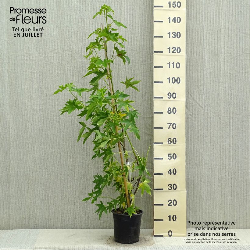 Example of Liquidambar styraciflua Worplesdon - Amberbaum Topf mit 4L/5L as you get in ete