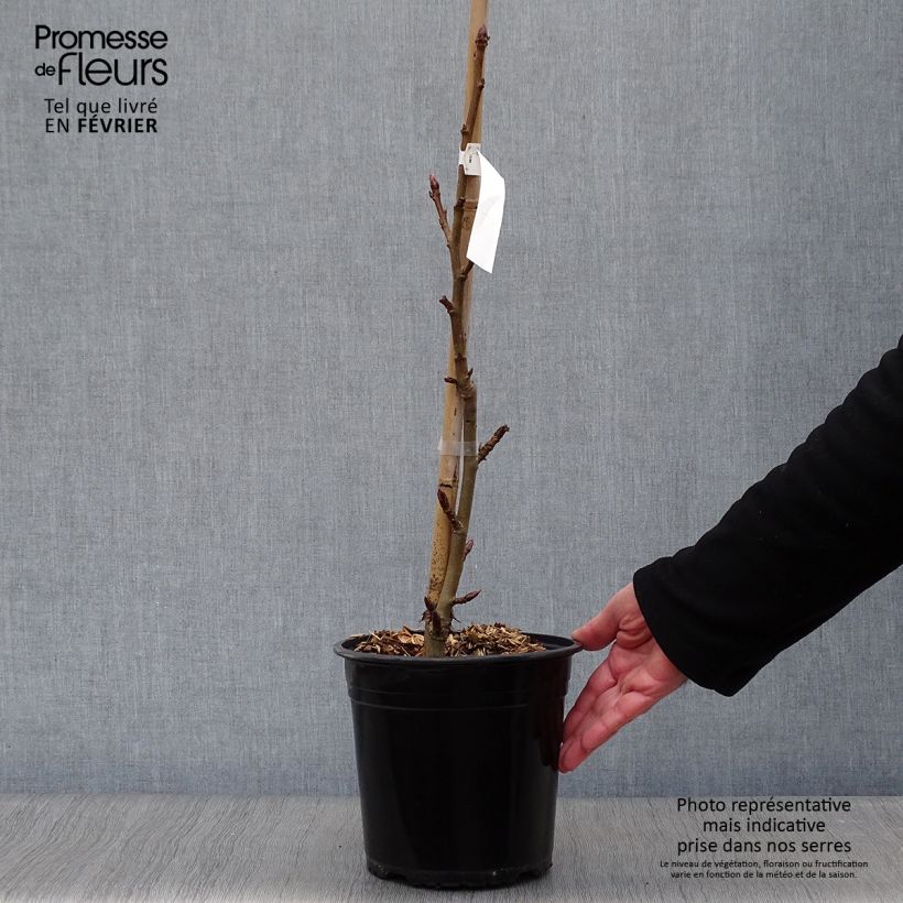 Exemplar von Liquidambar styraciflua Worplesdon - Amberbaum Topf mit 4L/5L wie im Winter geliefert