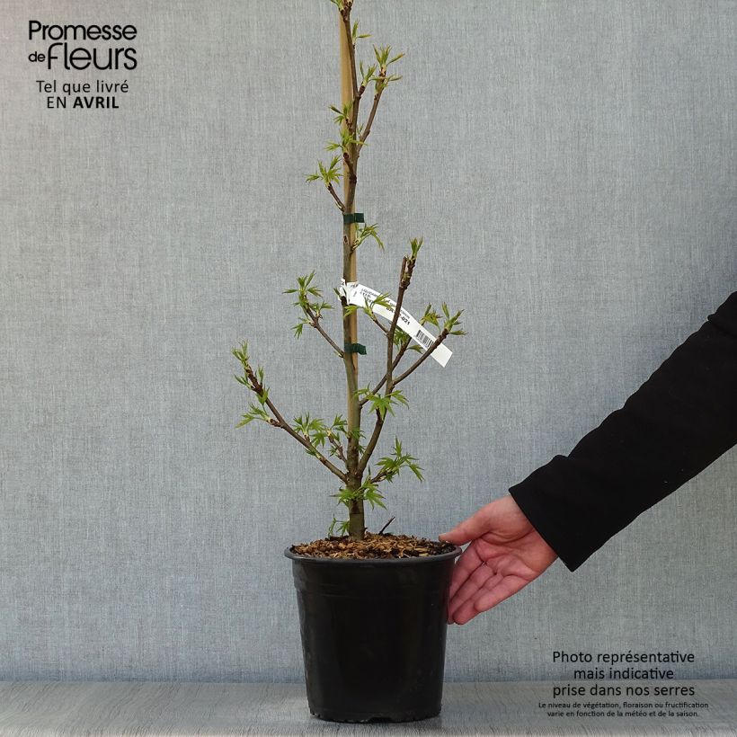 Exemplar von Liquidambar styraciflua Worplesdon - Amberbaum Topf mit 4L/5L wie im Frühjahr geliefert