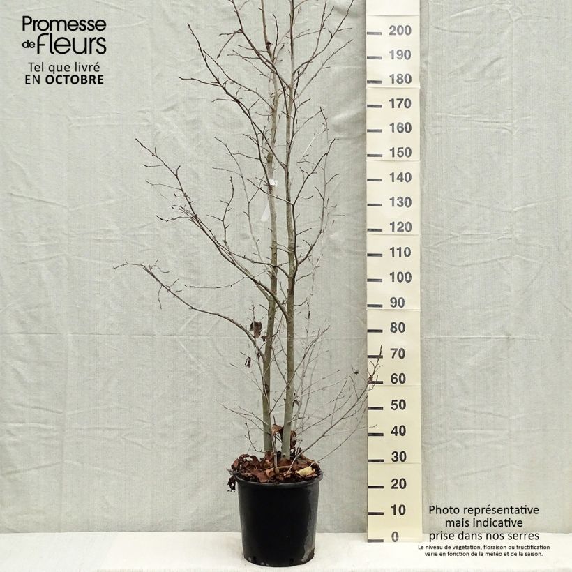 Example of Liquidambar styraciflua - Amberbaum Topf mit 7,5L/10L as you get in automne