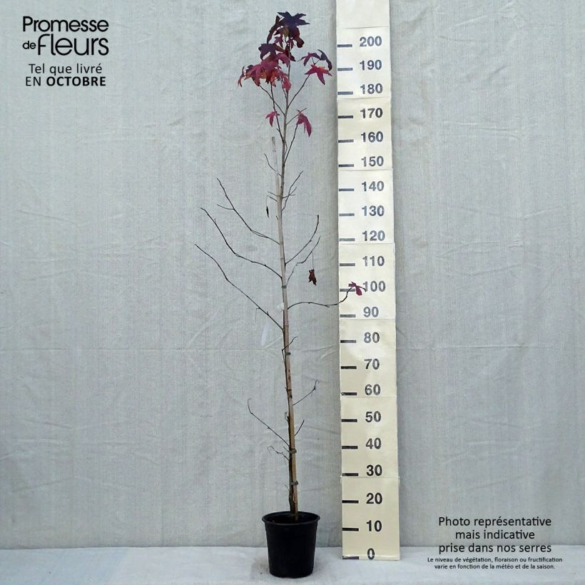 Example of Liquidambar styraciflua - Amberbaum Topf mit 3L/4L as you get in automne