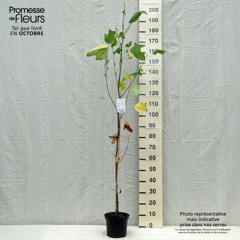 Example of Liriodendron tulipifera Aureomarginatum - Tulpenbaum Topf mit 3L/4L as you get in automne