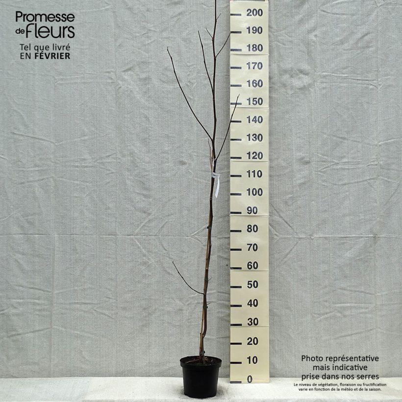 Exemplar von Liriodendron tulipifera Aureomarginatum - Tulpenbaum Topf mit 3L/4L wie im Winter geliefert