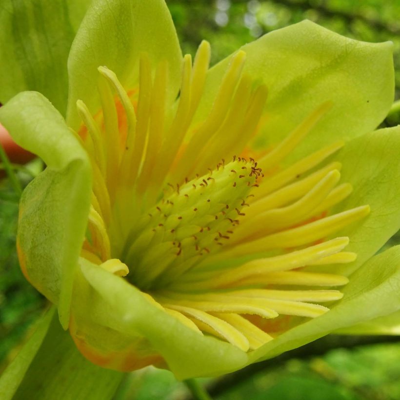 Liriodendron tulipifera Aureomarginatum - Tulpenbaum (Flowering)