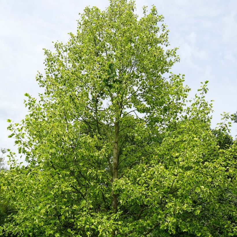 Liriodendron tulipifera Aureomarginatum - Tulpenbaum (Plant habit)