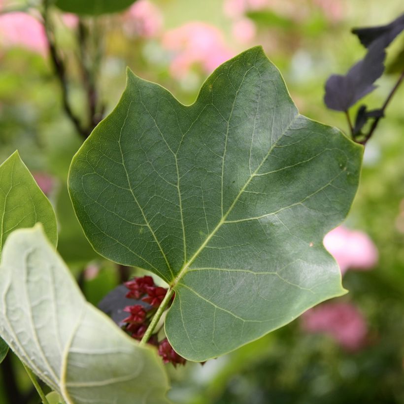 Liriodendron tulipifera Aureomarginatum - Tulpenbaum (Foliage)