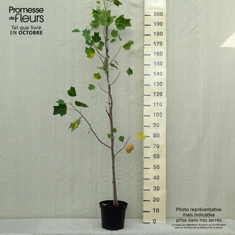 Example of Liriodendron tulipifera Aureomarginatum - Tulpenbaum Topf mit 7,5L/10L as you get in automne
