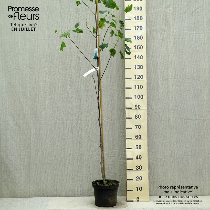 Exemplar von Liriodendron tulipifera Aureomarginatum - Tulpenbaum Topf mit 7,5L/10L wie im Sommer geliefert