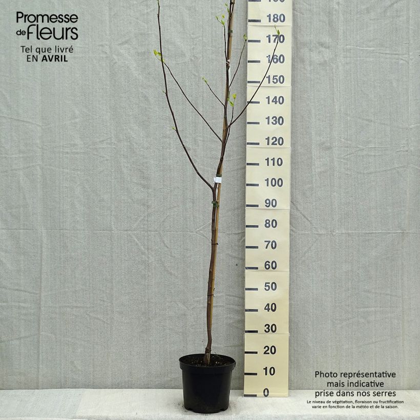 Exemplar von Liriodendron tulipifera Aureomarginatum - Tulpenbaum Topf mit 7,5L/10L wie im Frühjahr geliefert