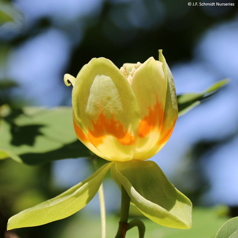 Liriodendron tulipifera Emerald City - Tulpenbaum (Flowering)