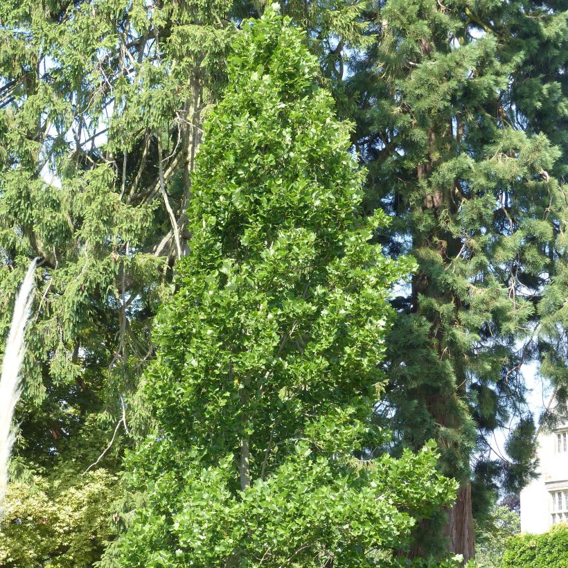 Liriodendron tulipifera Fastigiata - Tulpenbaum (Plant habit)