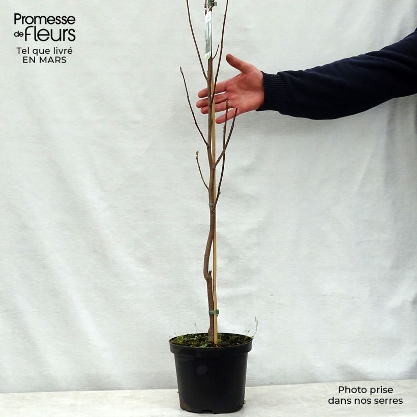 Exemplar von Liriodendron tulipifera Fastigiata - Tulpenbaum Topf mit 4L/5L, Stamm wie im Frühjahr geliefert