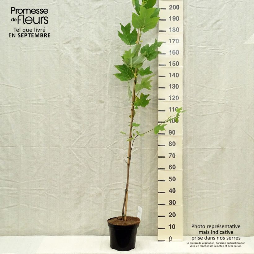 Example of Liriodendron tulipifera - Tulpenbaum Topf mit 4L/5L as you get in automne