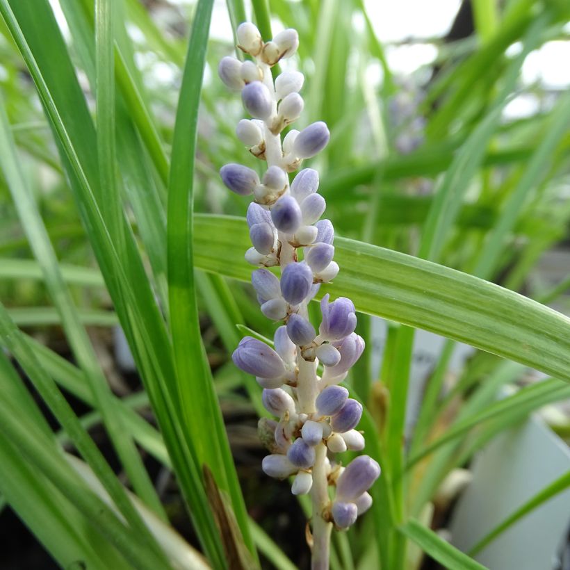 Liriope muscari - Lilientraube (Flowering)