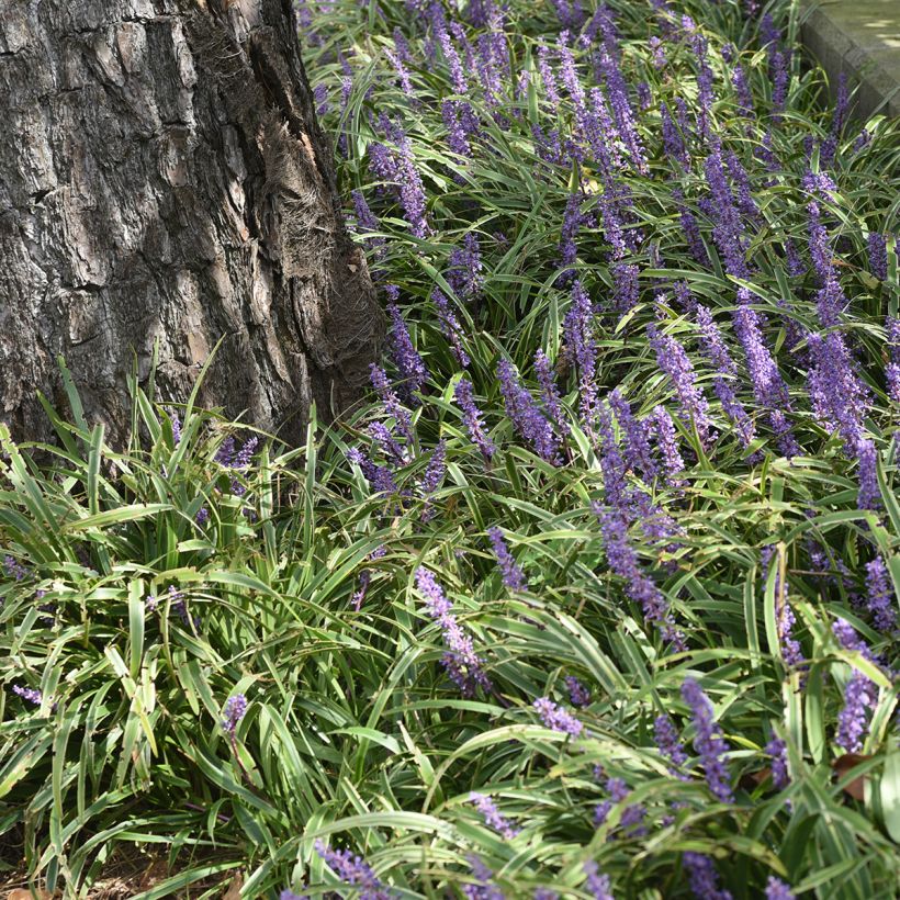 Liriope muscari Big Blue - Lilientraube (Plant habit)