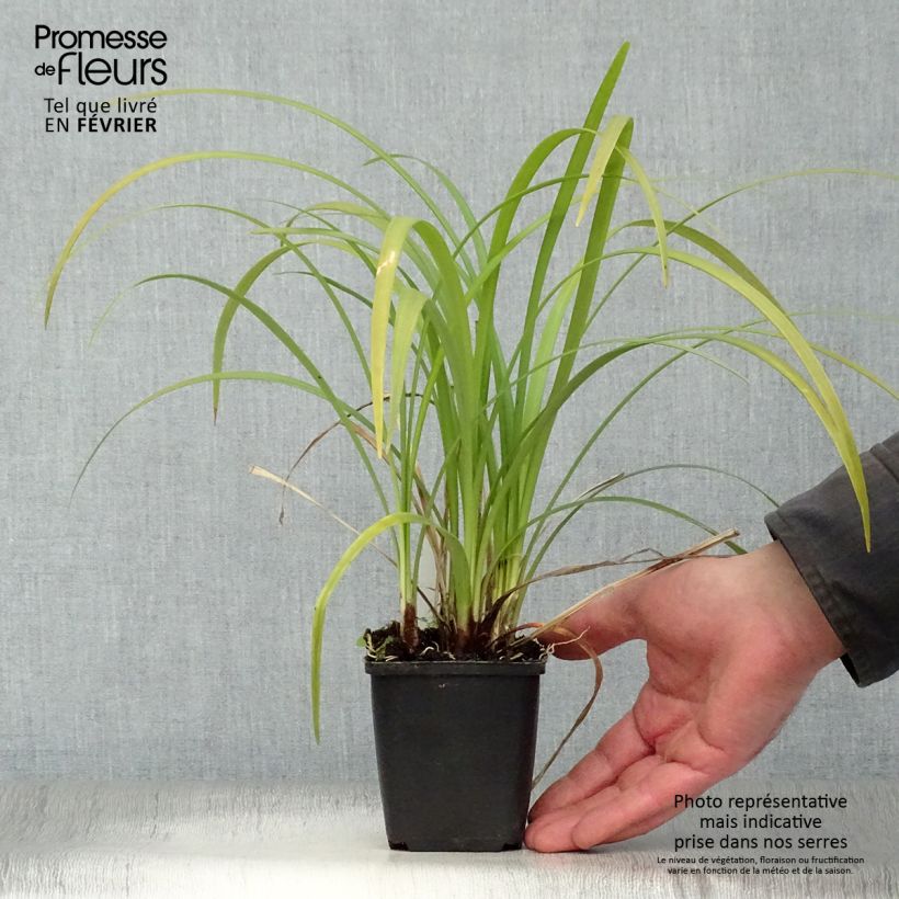 Exemplar von Liriope muscari Evergreen Giant Kleine Töpfe von 8/9 cm wie im Winter geliefert