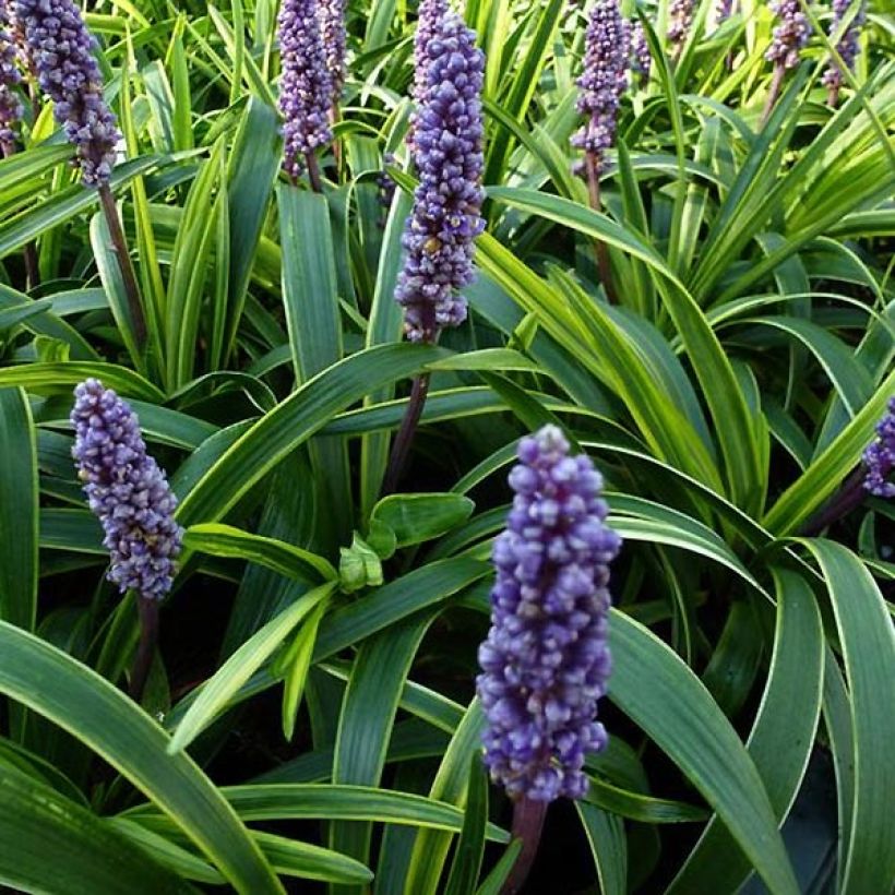 Liriope muscari Gold Banded - Lilientraube (Foliage)
