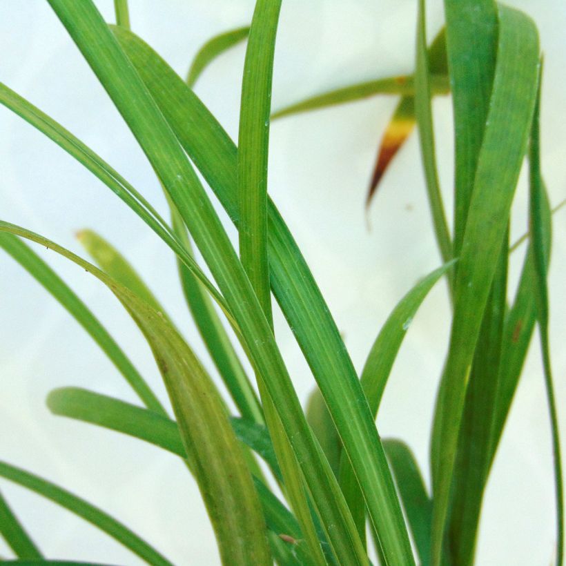 Liriope muscari Ingwersen - Lilientraube (Foliage)