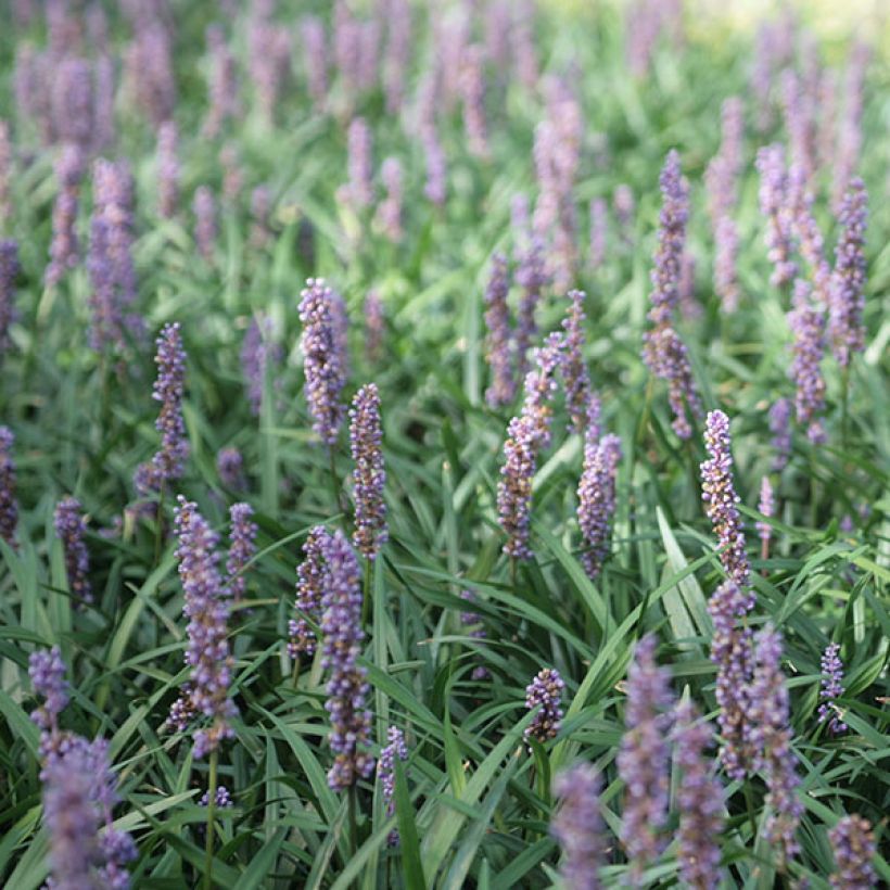 Liriope muscari Ingwersen - Lilientraube (Flowering)