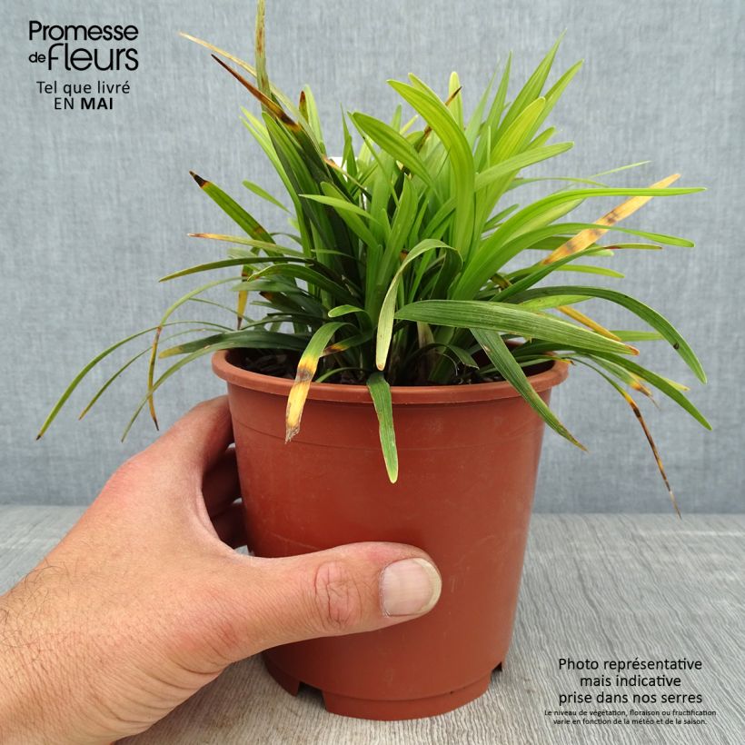 Exemplar von Liriope muscari Ingwersen - Lilientraube Topf mit 1L/1,5L wie im Frühjahr geliefert