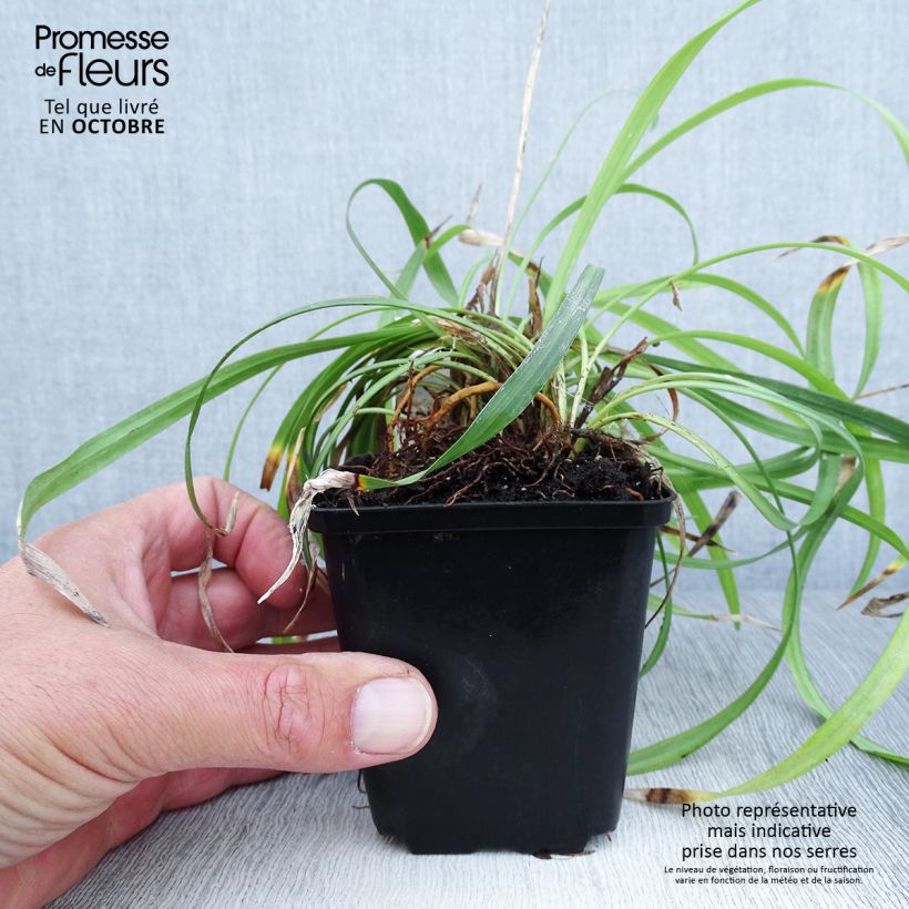 Example of Liriope muscari Lilac Wonder - Lilientraube Kleine Töpfe von 8/9 cm as you get in automne