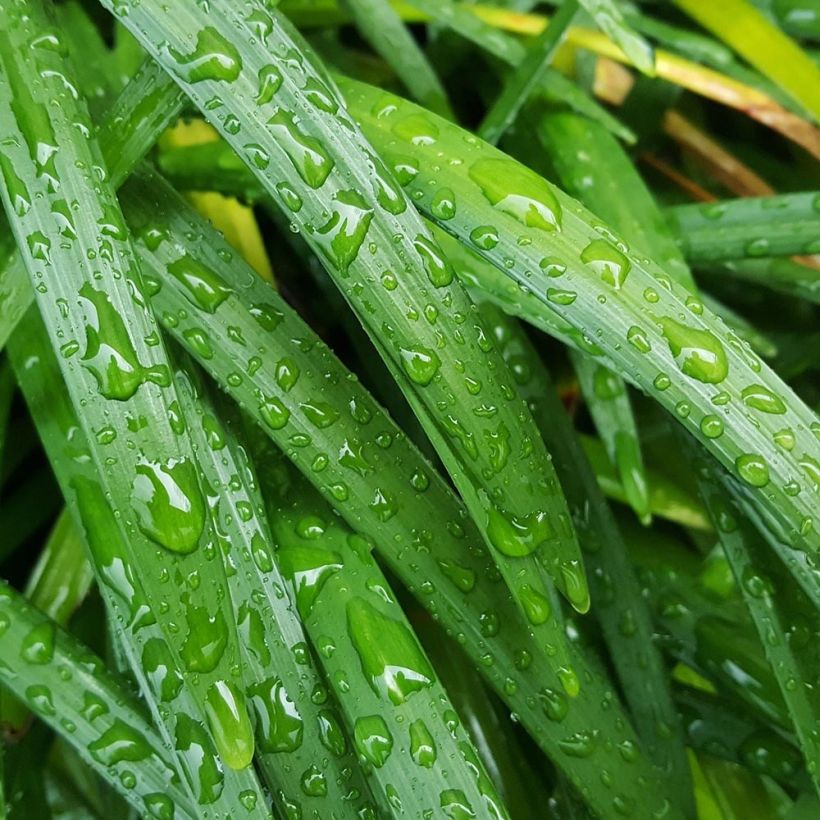 Liriope muscari Majestic - Lilientraube (Foliage)
