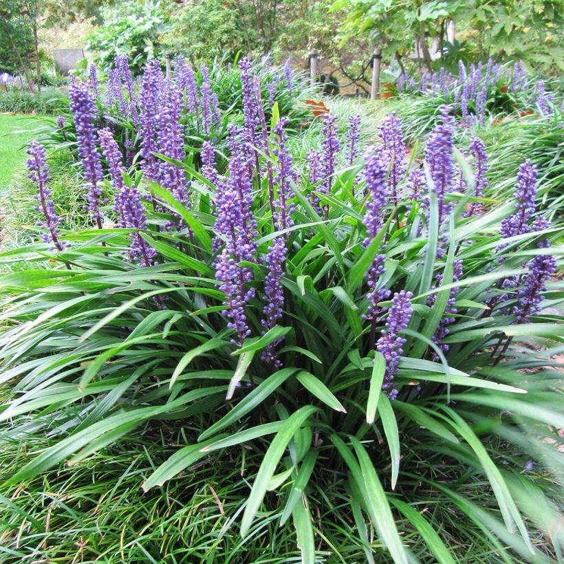 Liriope muscari Majestic - Lilientraube (Plant habit)