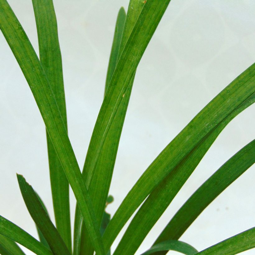 Liriope muscari Monroe White - Lilientraube (Foliage)