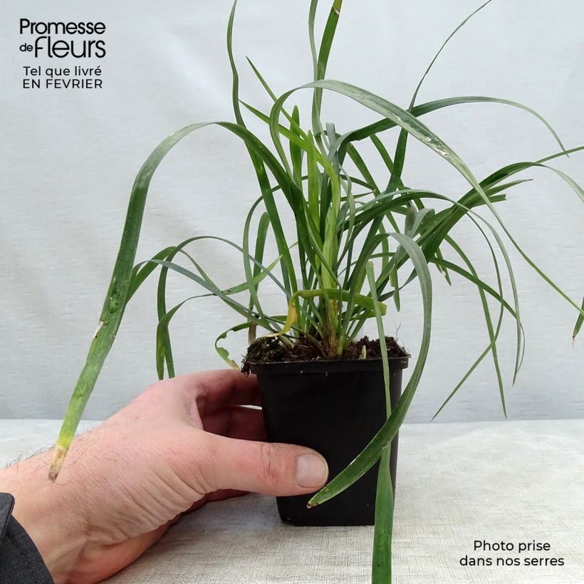 Exemplar von Liriope muscari Monroe White - Lilientraube Kleine Töpfe von 8/9 cm wie im Winter geliefert