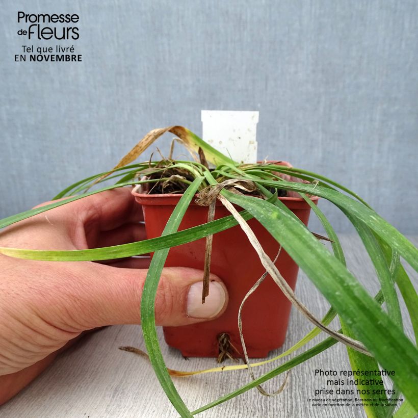 Example of Liriope muscari Monroe White - Lilientraube Kleine Töpfe von 8/9 cm as you get in automne
