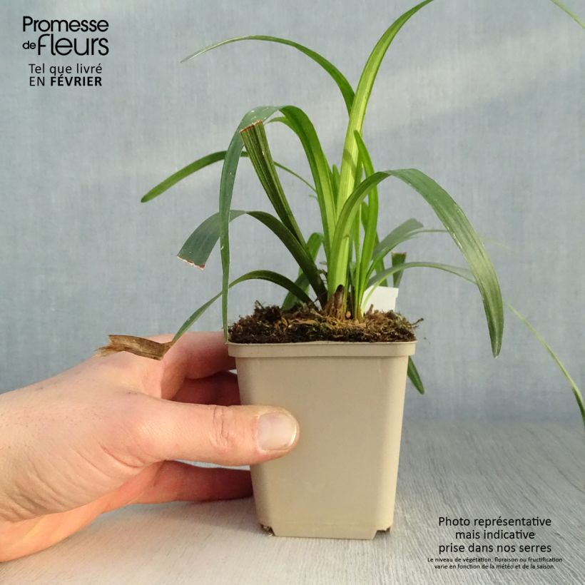 Exemplar von Liriope muscari Royal Purple - Lilientraube Kleine Töpfe von 8/9 cm wie im Winter geliefert