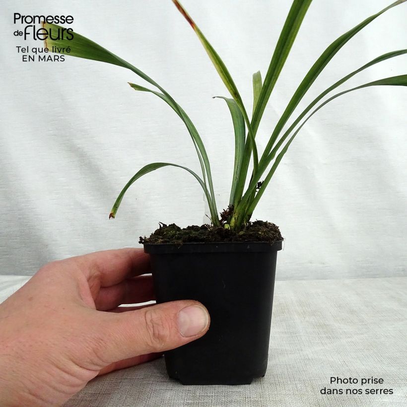 Exemplar von Liriope muscari Royal Purple - Lilientraube Kleine Töpfe von 8/9 cm wie im Frühjahr geliefert