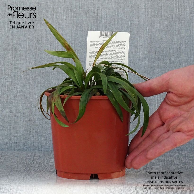 Exemplar von Liriope muscari Royal Purple - Lilientraube Topf mit 1L/1,5L wie im Winter geliefert