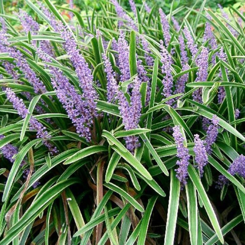 Liriope muscari Variegata - Lilientraube (Flowering)