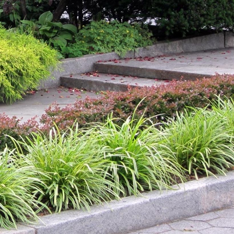Liriope muscari Variegata - Lilientraube (Plant habit)