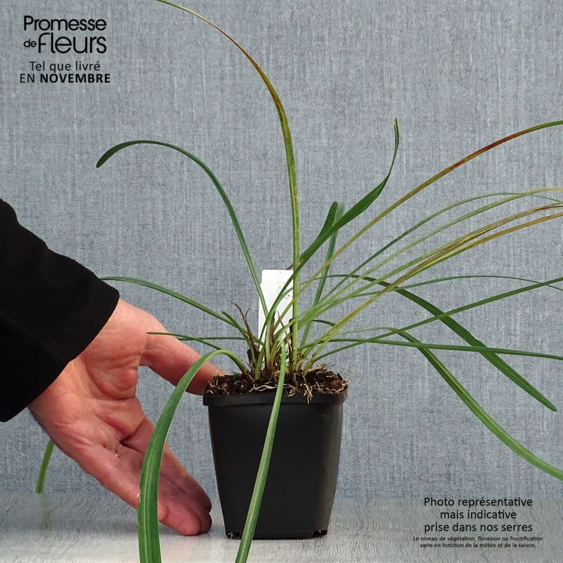 Example of Liriope muscari - Lilientraube Kleine Töpfe von 8/9 cm as you get in automne