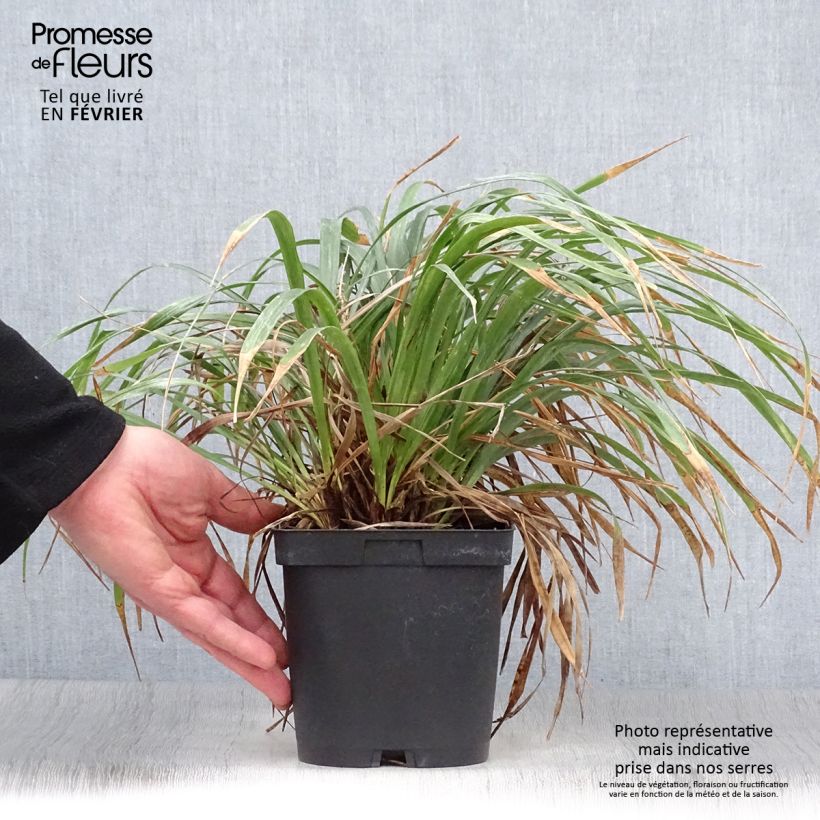 Exemplar von Liriope muscari - Lilientraube Topf mit 2L/3L wie im Winter geliefert