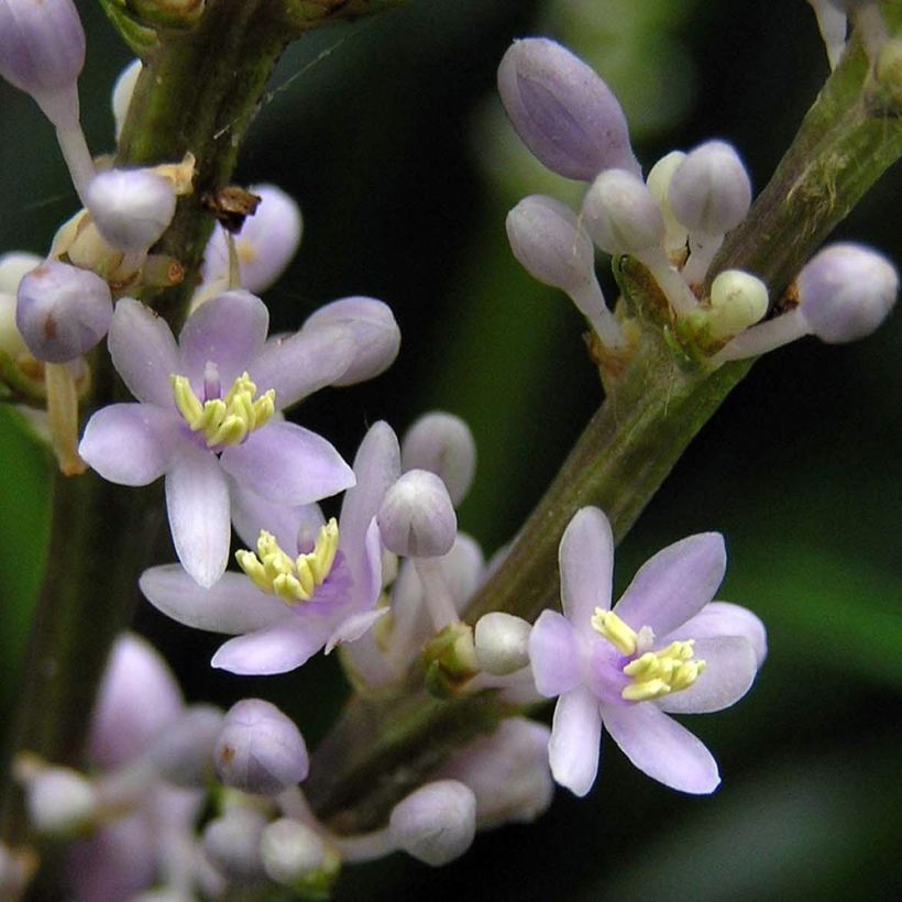 Liriope spicata - Lilientraube (Flowering)