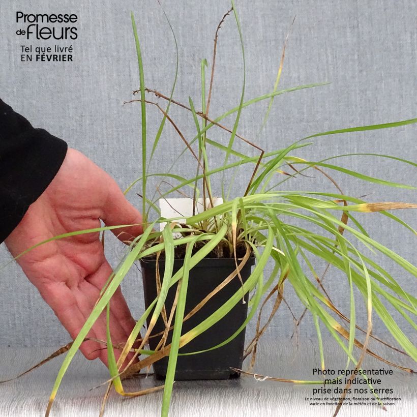 Exemplar von Liriope spicata - Lilientraube Kleine Töpfe von 8/9 cm wie im Winter geliefert